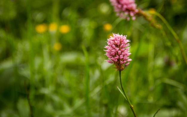 Bistorta officinalis sur fond vert gros plan