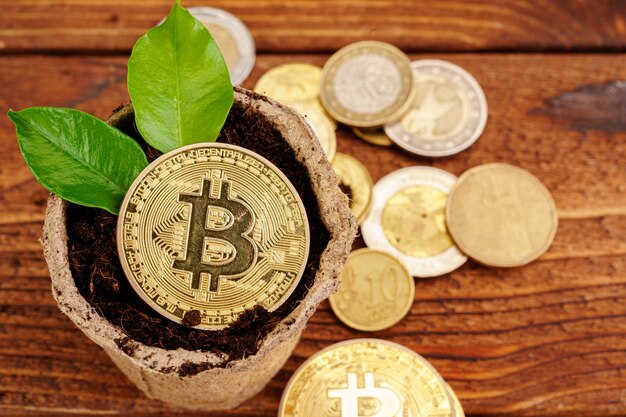 Bitcoin doré et plante verte dans le sol