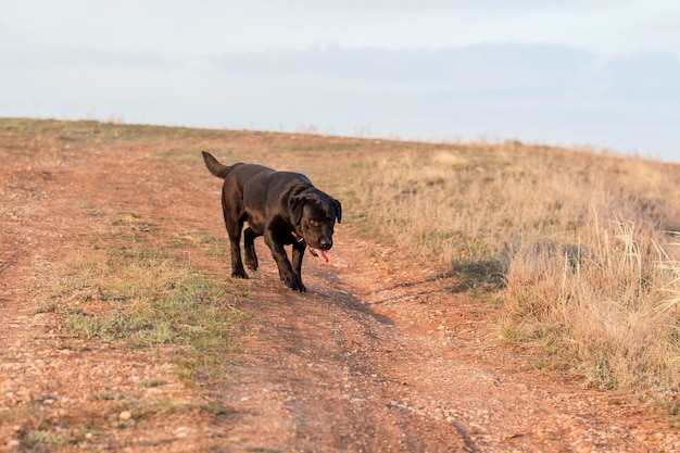 Black Labrador Retriever se promène dans un champ