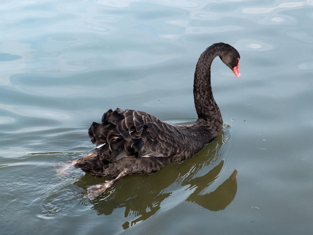 Black Swan cygnus atratus sur un lac dans le Kent