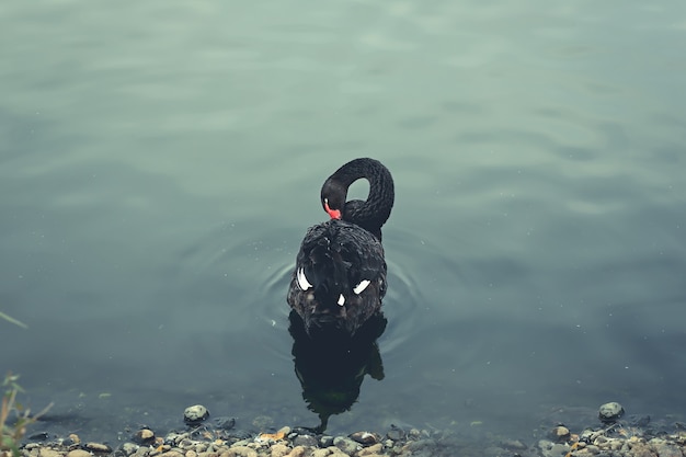 Black Swan nageant dans un étang