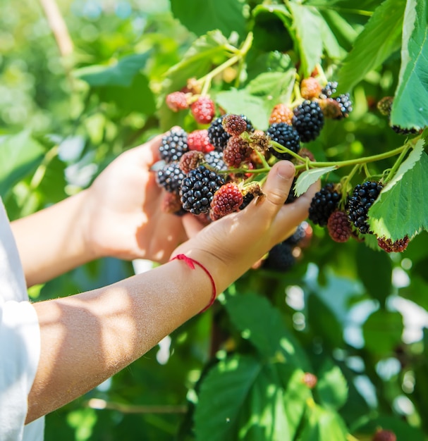 Blackberry entre les mains d'un enfant sur fond de nature. mise au point sélective.nourriture