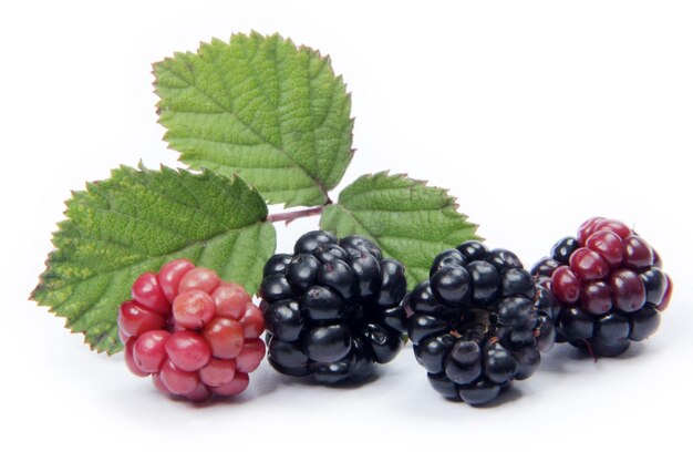 Blackberry fruit