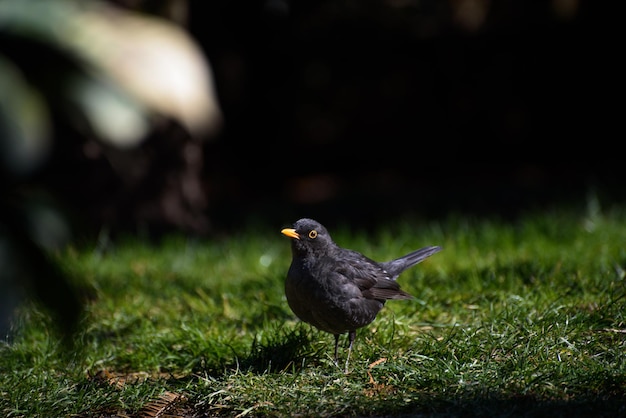 Blackbird à la recherche de vers de terre dans l'herbe