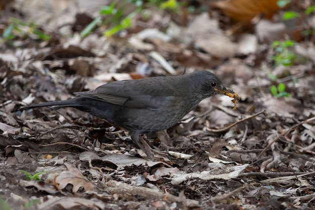Blackbird, Turdus merula, mâle solitaire au sol, tient un ver dans son bec, se nourrissant d'oiseaux