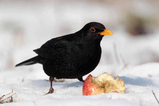 Photo blackbird turdus merula un seul mâle mangeant une pomme dans les midlands enneigées