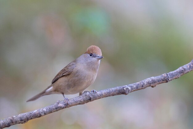 Blackcap Sylvia atricapilla Malaga Espagne