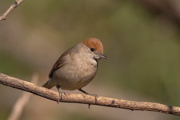 Blackcap Sylvia atricapilla Malaga Espagne