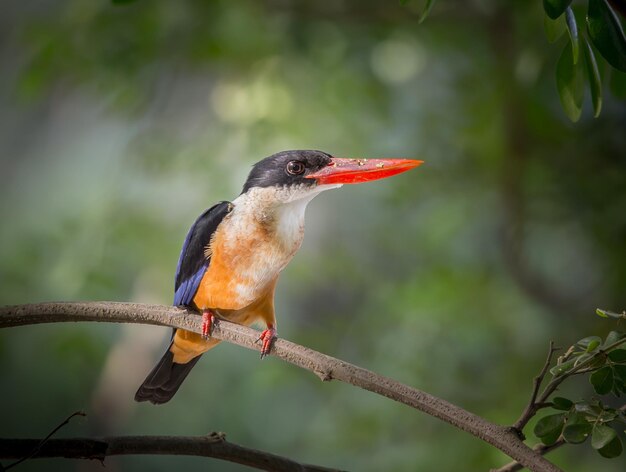 Blackcapped Kingfisher Halcyon pileata sur branch tree