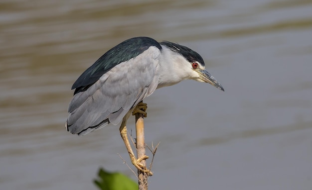 Blackcrowned NightheronNight Heron sur banc sec