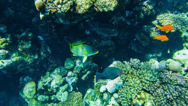 Blackspot Snapper (Lutjanus ehrenbergii) Mer Rouge Charm el-Cheikh