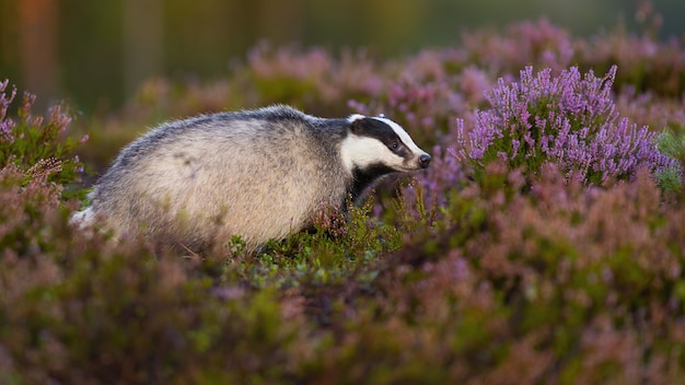 Blaireau d'Europe sur les landes en fleurs