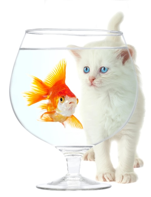 Blanc un chaton et un petit poisson doré.