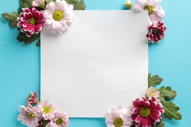 Blanc de chrysanthème de fleurs d'automne pour l'inscription sur un fond bleu à la mode. vue de dessus