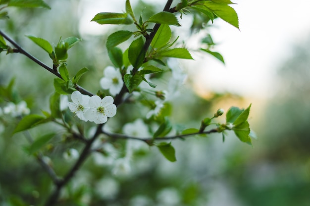 Le blanc est une belle fleur de cerisier.