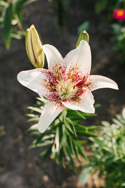 Blanc avec des fleurs de lys rouges mouchetées Triabal Baiser en été dans le jardin