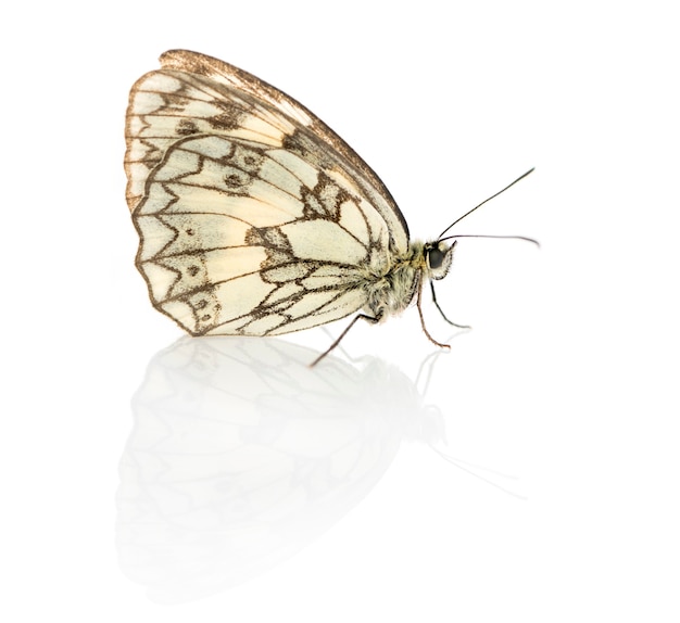 Blanc marbré, Melanargia galathea devant une surface blanche