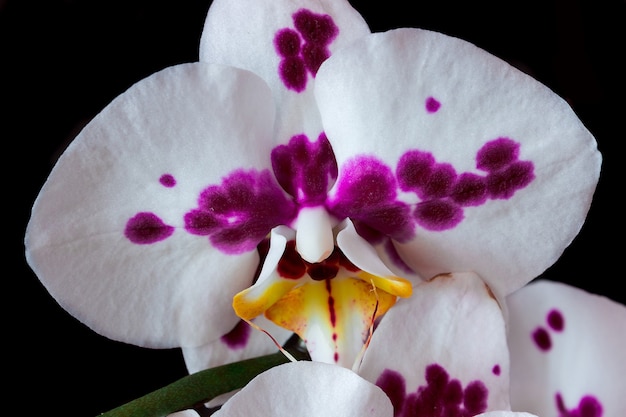 Blanc avec des taches roses Orchidée Phalaenopsis sur fond noir en gros plan.