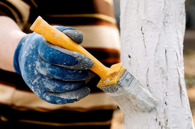 Blanchiment à la chaux des arbres de printemps, protection contre les insectes et les parasites. Blanchiment des arbres au printemps. Jardinage et agriculture, actions protectrices.