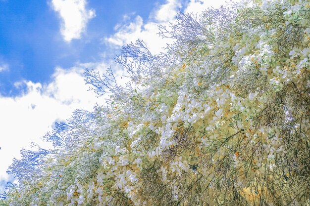 Blanchir la décoration du bouquet d'orchidées blooning sur l'arbre avec d'autres orchidées jaunes