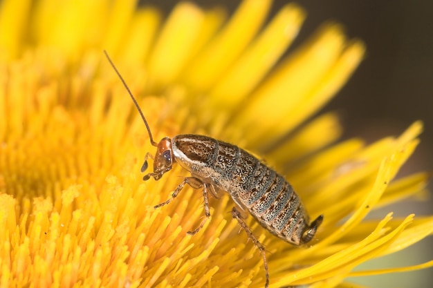 Blatte blonde (blatella germanica)