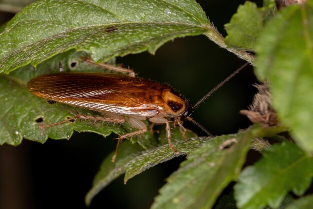 Blatte des bois adulte de la famille des Ectobiidae