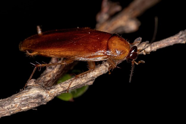 Blatte des bois adulte de la famille des Ectobiidae