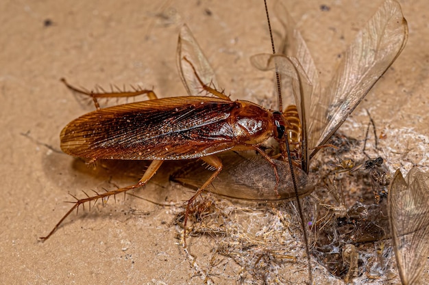 Blatte des bois adulte mangeant une termite ailée