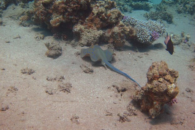 Blaupunkt stechrochen schwimmt zwischen korallen durch