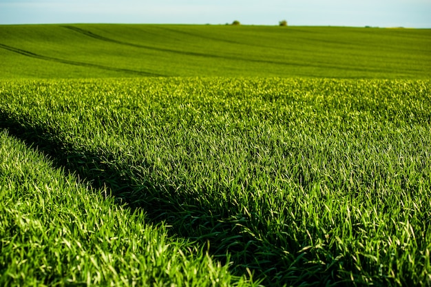 Blé d'agriculture de champ vert en été