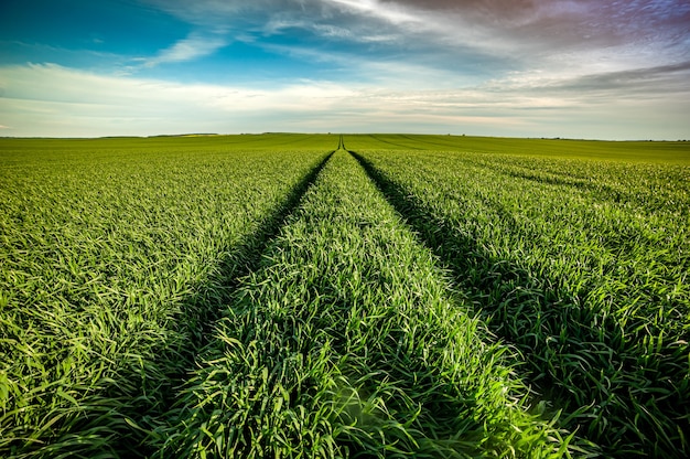 Blé d'agriculture de champ vert en été