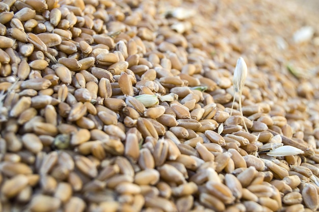 Blé de blé russe fraîchement récolté pour faire de la farine