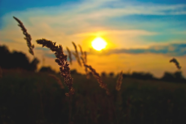 Blé contre le beau coucher de soleil