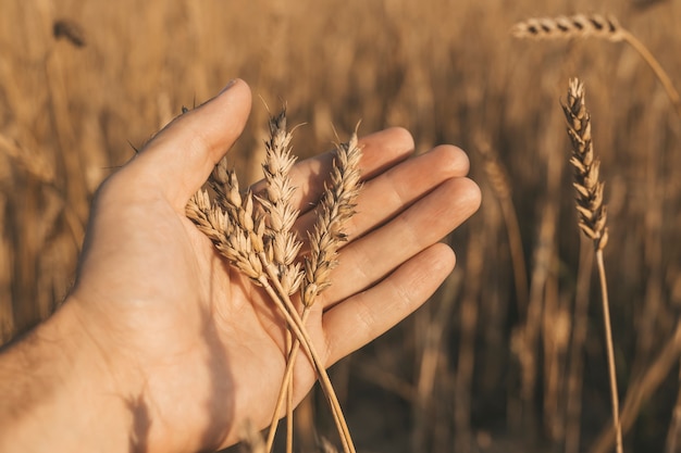 Blé dans les mains des épis de blé dorés dans une main d'agriculteurs sur un champ d'été pendant le coucher du soleil