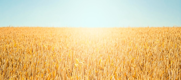 Blé doré contre le ciel bleu par une journée ensoleillée