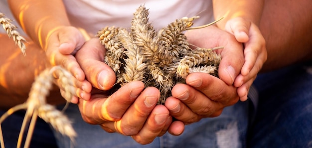 Photo le blé entre les mains d'un fermier et d'un enfant