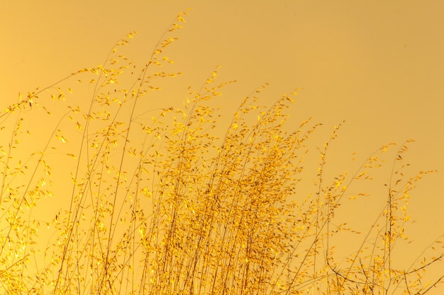 Blé sur fond jaune