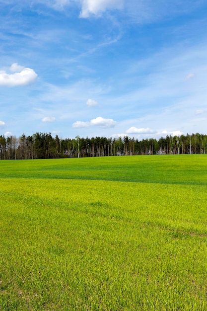 Blé germé au printemps