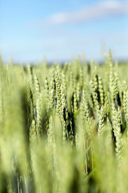 Blé de grande culture agricole