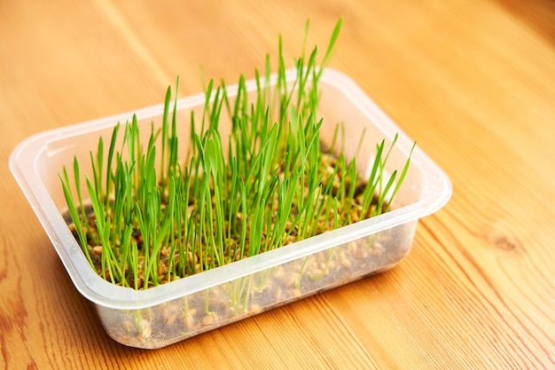 Blé microvert planté dans une boîte en plastique sur le rebord de la fenêtre en bois