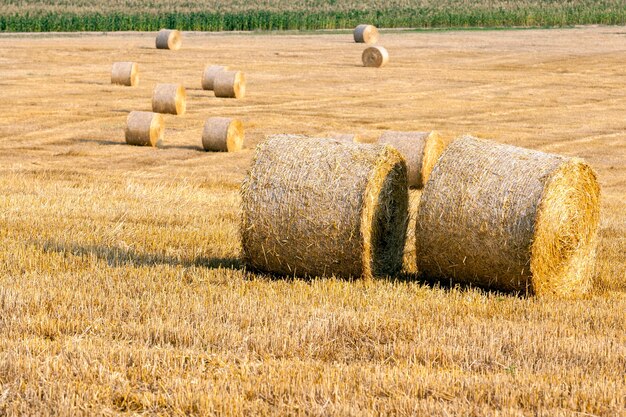 Blé mûr lors de la récolte sur le territoire du champ agricole. Photo en été