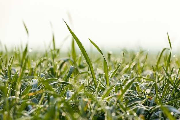 Blé planté pour l'hiver recouvert de cristaux de glace et de gel pendant les gelées hivernales