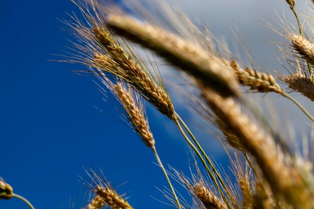 Blé sec non mûr avant la récolte des céréales