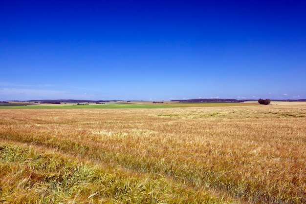 Blé sec non mûr avant la récolte des céréales