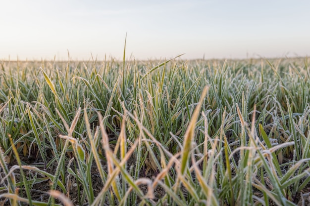 Blé ou seigle semé pour l'hiver, cultures d'hiver semées sur le terrain, saison hivernale, herbe recouverte de neige et de gel