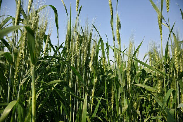 Blé vert au champ de la ferme biologique