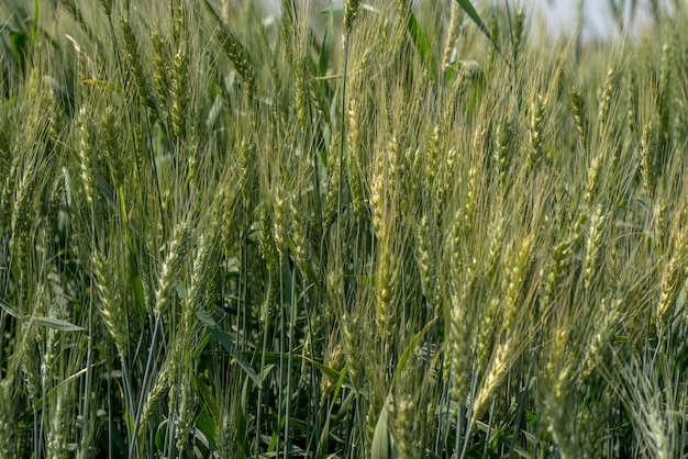 Blé vert au champ de la ferme biologique