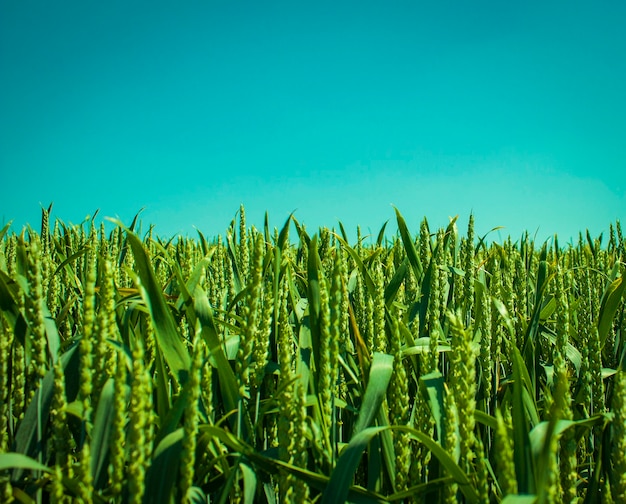 Blé vert et ciel bleu