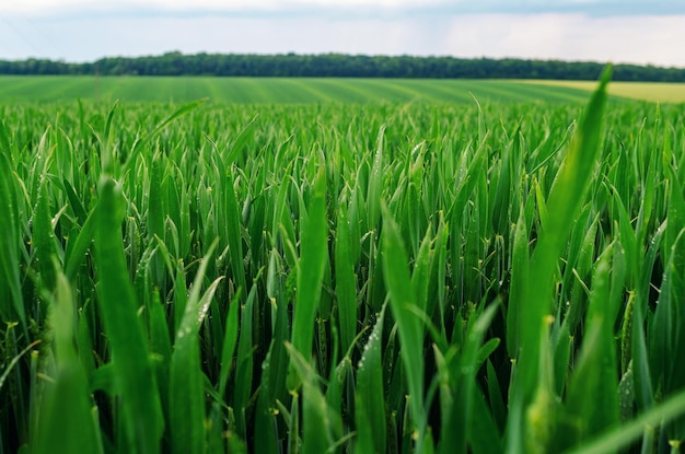 Blé vert frais semé dans le champ Terres agricoles