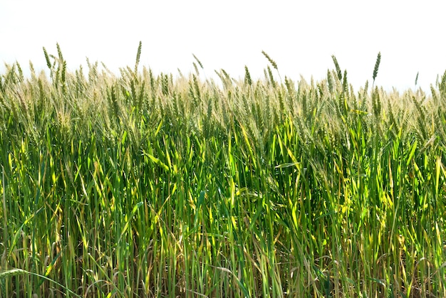 Blé vert isolé sur blanc